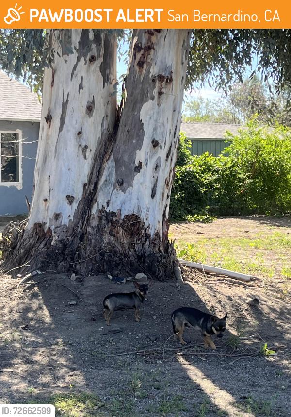 Found/Stray Unknown Dog last seen W 40th St & Electric Ave N, San Bernardino, CA 92407
