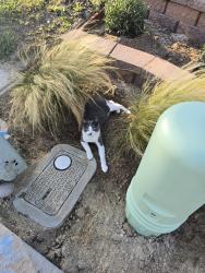 Lost Male Cat last seen Shadowridge, Oceanside, CA 92056