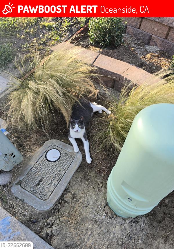 Lost Male Cat last seen Shadowridge, Oceanside, CA 92056