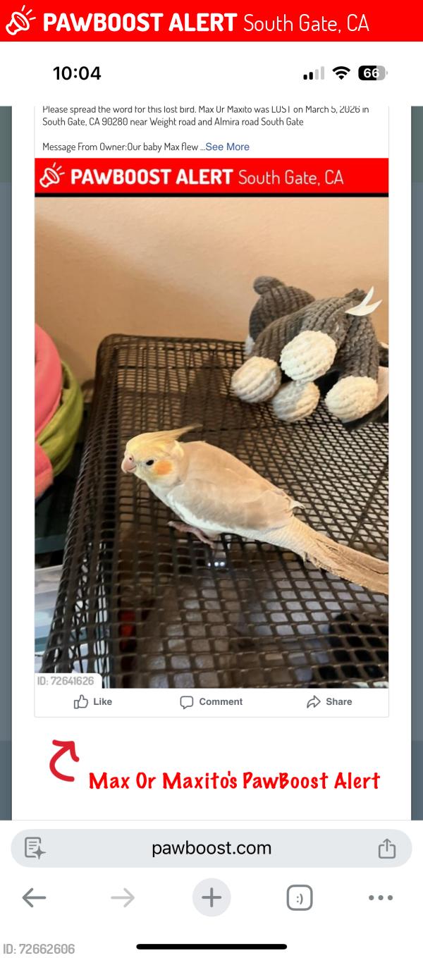 Lost Male Bird last seen Wrightroad Atlantic blvd, South Gate, CA 90280