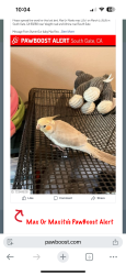Lost Male Bird last seen Wrightroad Atlantic blvd, South Gate, CA 90280