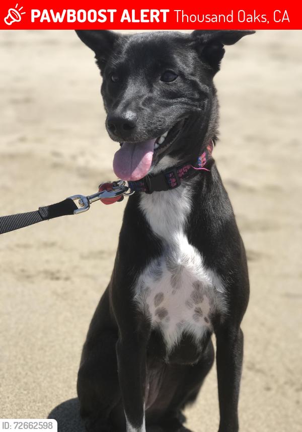 Lost Female Dog last seen Erbes and pederson oak brook park, Thousand Oaks, CA 91362
