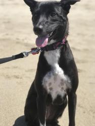 Lost Female Dog last seen Erbes and pederson oak brook park, Thousand Oaks, CA 91362