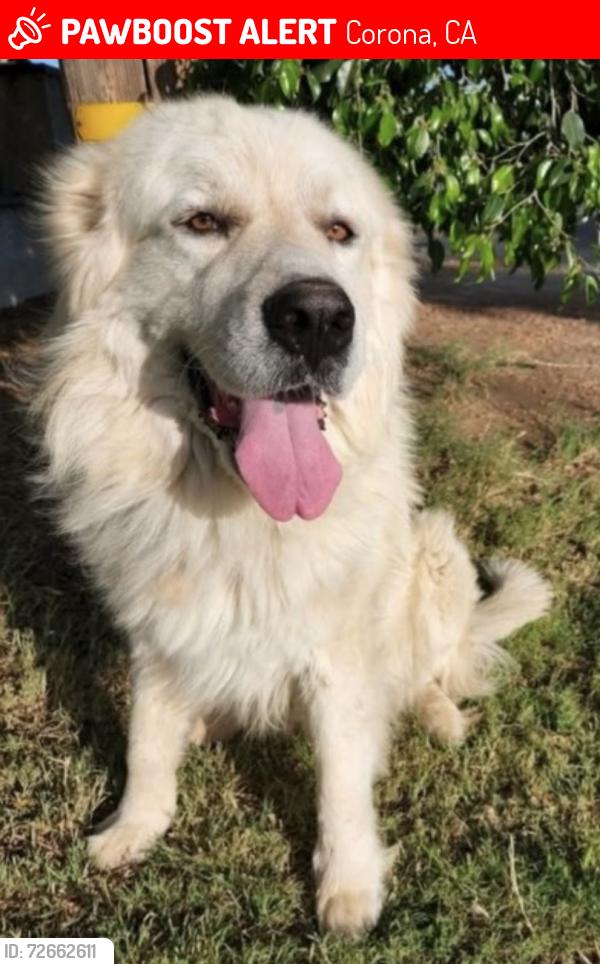 Lost Male Dog last seen Byron st and magnolia in Corona ca , Corona, CA 92879