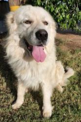 Lost Male Dog last seen Byron st and magnolia in Corona ca , Corona, CA 92879