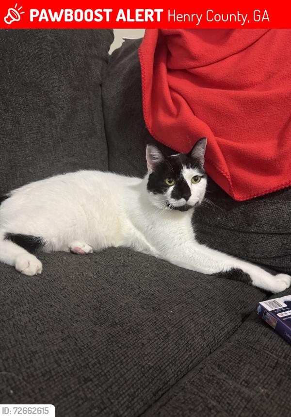 Lost Male Cat last seen Highway 81 , Henry County, GA 30252