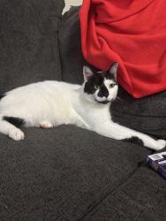 Lost Male Cat last seen Highway 81 , Henry County, GA 30252