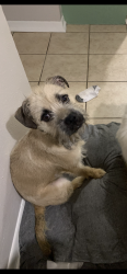 Found/Stray Female Dog last seen Virgina and olive, Waxahachie, TX 75165