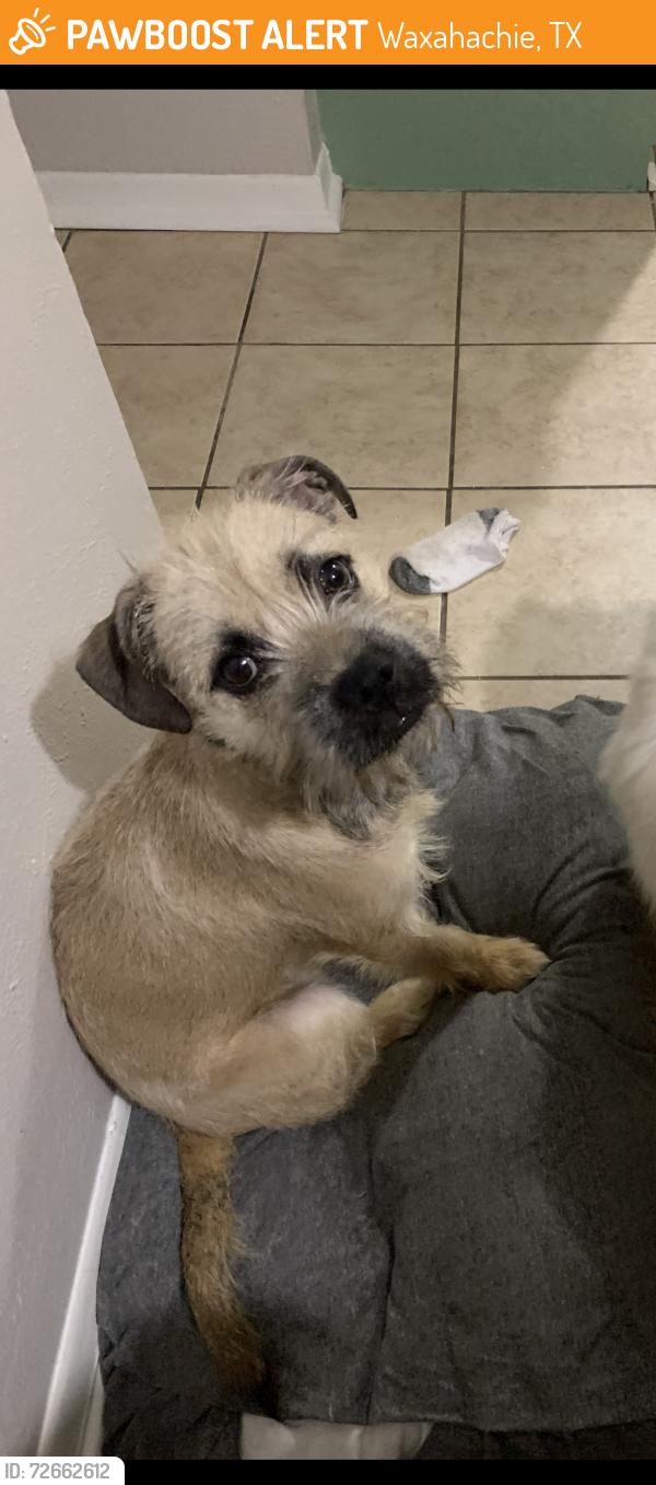 Found/Stray Female Dog last seen Virgina and olive, Waxahachie, TX 75165