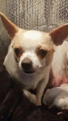 Lost Female Dog last seen Near Jamestown Rd Se Wa., Sequim, WA 98382