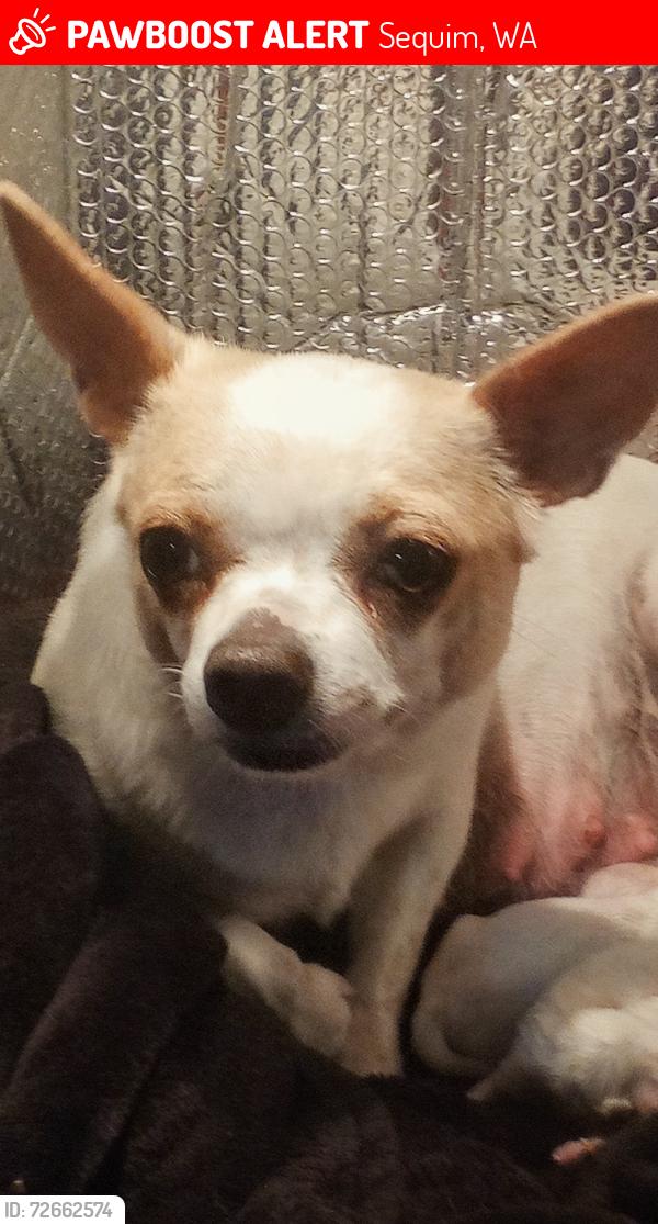 Lost Female Dog last seen Near Jamestown Rd Se Wa., Sequim, WA 98382
