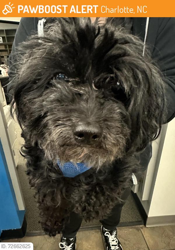 Found/Stray Male Dog last seen Ayrsly, Charlotte, NC 28273