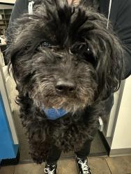 Found/Stray Male Dog last seen Ayrsly, Charlotte, NC 28273