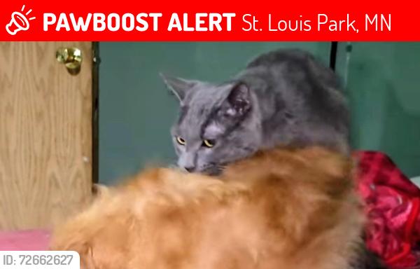Lost Male Cat last seen Cub foods, St. Louis Park, MN 55426