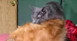Lost Male Cat last seen Cub foods, St. Louis Park, MN 55426