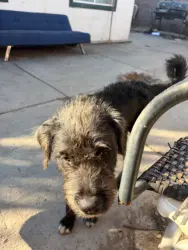 Lost Female Dog last seen Palms, Las Vegas, NV 89103