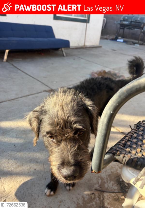 Lost Female Dog last seen Palms, Las Vegas, NV 89103