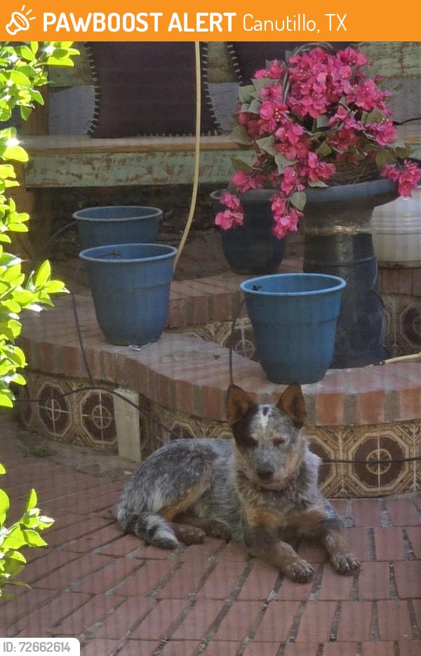 Found/Stray Male Dog last seen At Gallegos Park, Canutillo, TX 79835