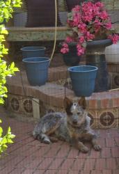 Found/Stray Male Dog last seen At Gallegos Park, Canutillo, TX 79835