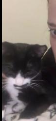 Lost Female Cat last seen Fox river Trail by the river , De Pere, WI 54115