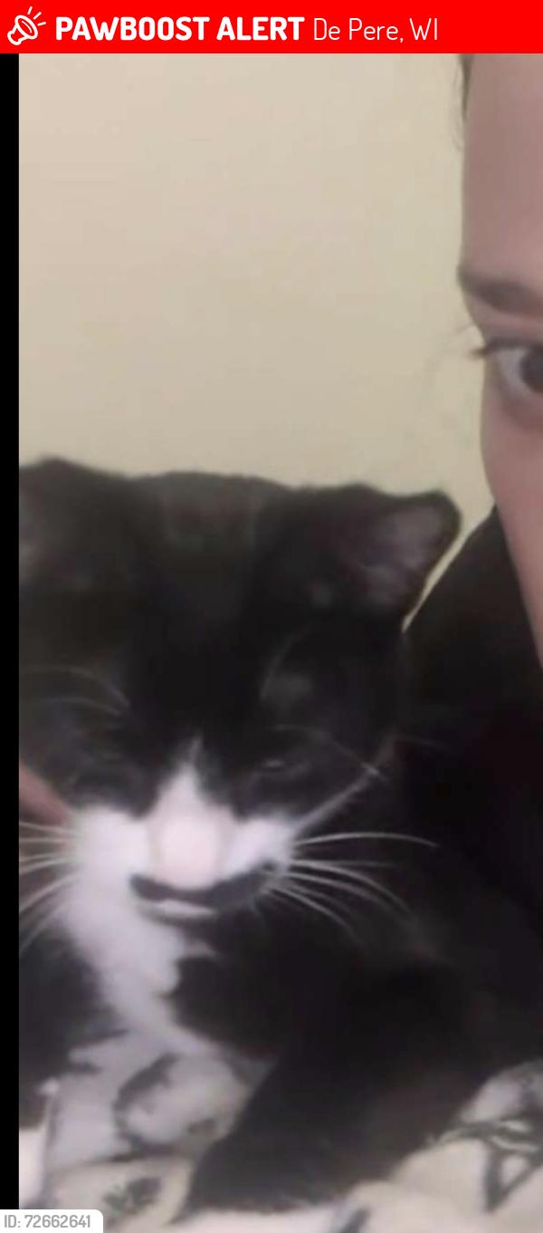 Lost Female Cat last seen Fox river Trail by the river , De Pere, WI 54115