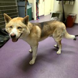 Found/Stray Male Dog last seen Near San Anseline Ave, Long Beach, CA 90808, Long Beach, CA 90808