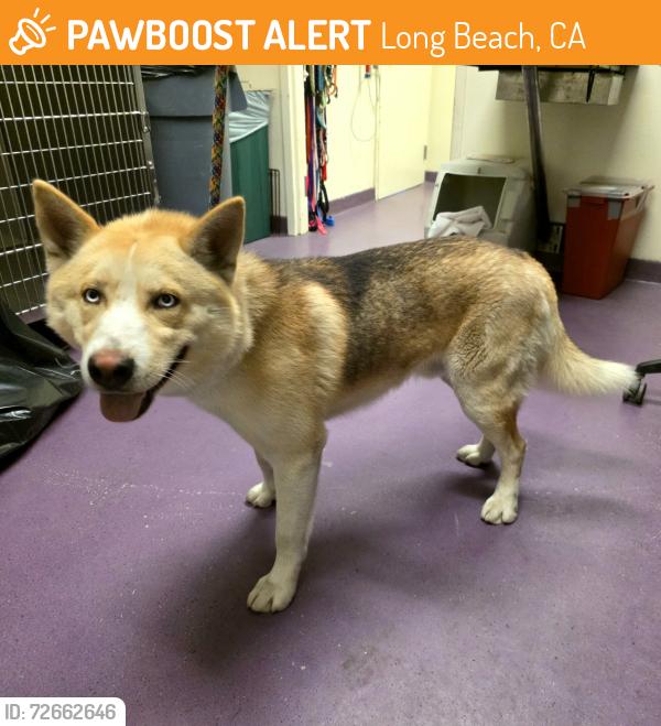 Found/Stray Male Dog last seen Near San Anseline Ave, Long Beach, CA 90808, Long Beach, CA 90808