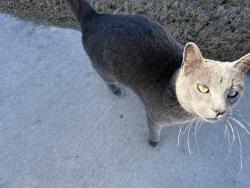 Lost Female Cat last seen Near forest ridge on midway road, Broken Arrow, OK 74014