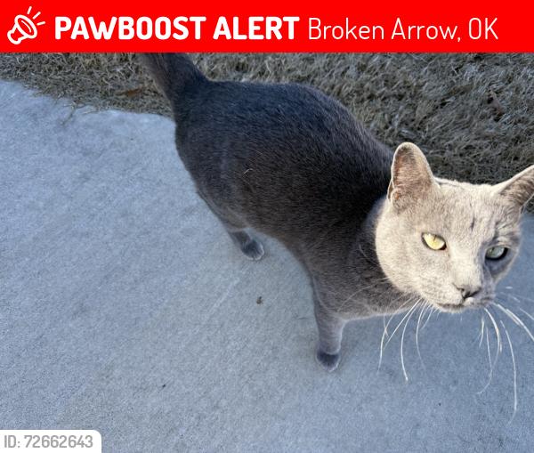 Lost Female Cat last seen Near forest ridge on midway road, Broken Arrow, OK 74014