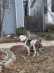 Found/Stray Male Dog last seen Near n kildare, Chicago, IL 60641