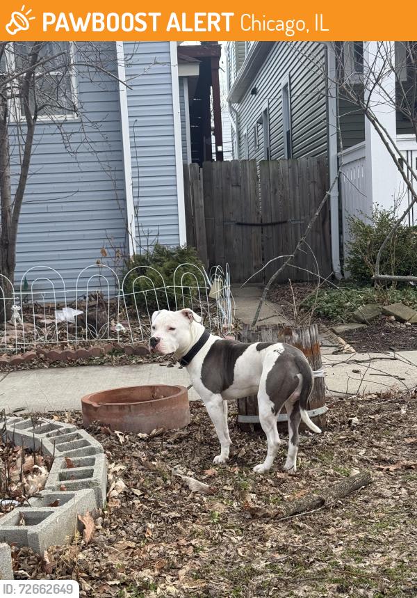Found/Stray Male Dog last seen Near n kildare, Chicago, IL 60641