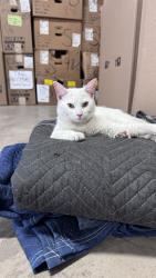 Found/Stray Female Cat last seen Pocoshock / hull st, Richmond, VA 23235