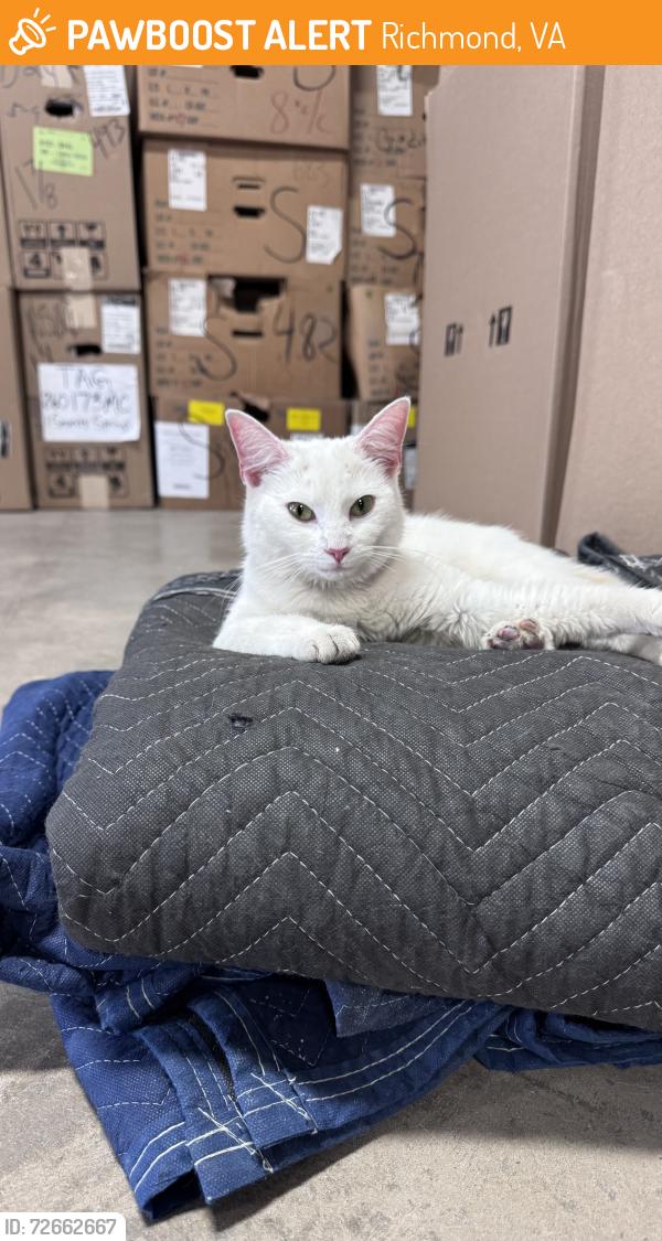 Found/Stray Female Cat last seen Pocoshock / hull st, Richmond, VA 23235