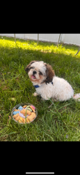 Lost Male Dog last seen Kingston rd Lexington Ky , Lexington, KY 40505