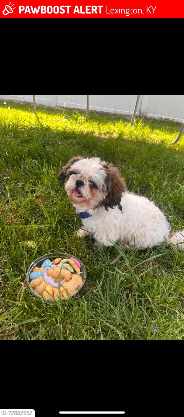 Lost Male Dog last seen Kingston rd Lexington Ky , Lexington, KY 40505