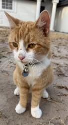 Lost Male Cat last seen Priscilla lane, Edinburg, TX 78539