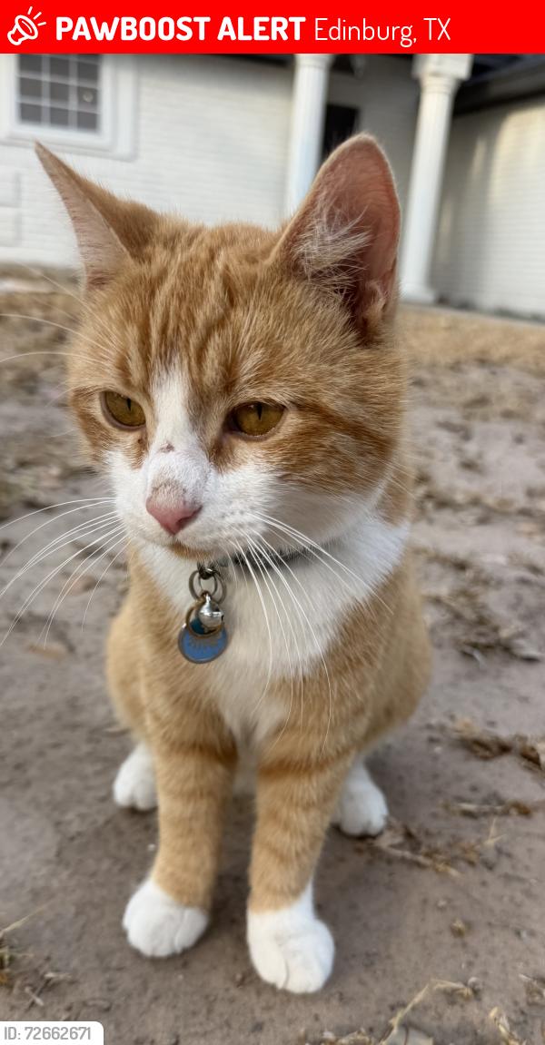 Lost Male Cat last seen Priscilla lane, Edinburg, TX 78539