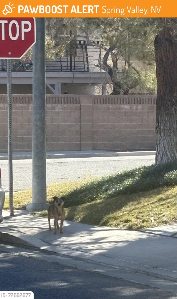 Found/Stray Unknown Dog last seen Russell, Spring Valley, NV 89118