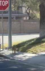 Found/Stray Unknown Dog last seen Russell, Spring Valley, NV 89118