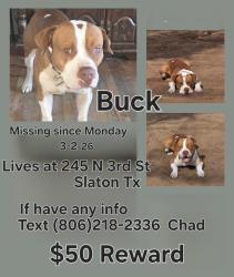 Lost Male Dog last seen Railroad Ave, Slaton, TX 79364