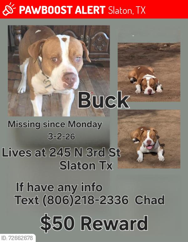 Lost Male Dog last seen Railroad Ave, Slaton, TX 79364