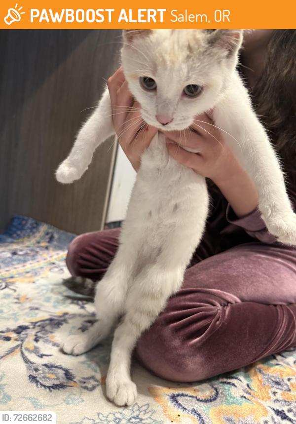 Found/Stray Female Cat last seen Marietta & 27th ave, Salem, OR 97310