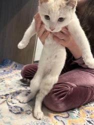 Found/Stray Female Cat last seen Marietta & 27th ave, Salem, OR 97310