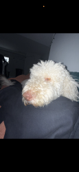 Lost Male Dog last seen Near & phillips , Chicago, IL 60617