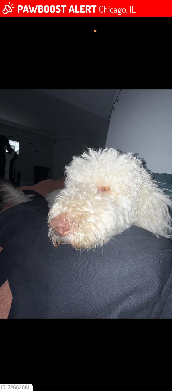 Lost Male Dog last seen Near & phillips , Chicago, IL 60617