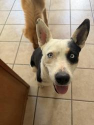 Found/Stray Female Dog last seen 98th Street and Blake, Albuquerque, NM 87121