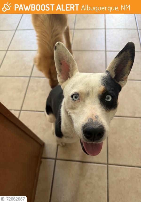 Found/Stray Female Dog last seen 98th Street and Blake, Albuquerque, NM 87121