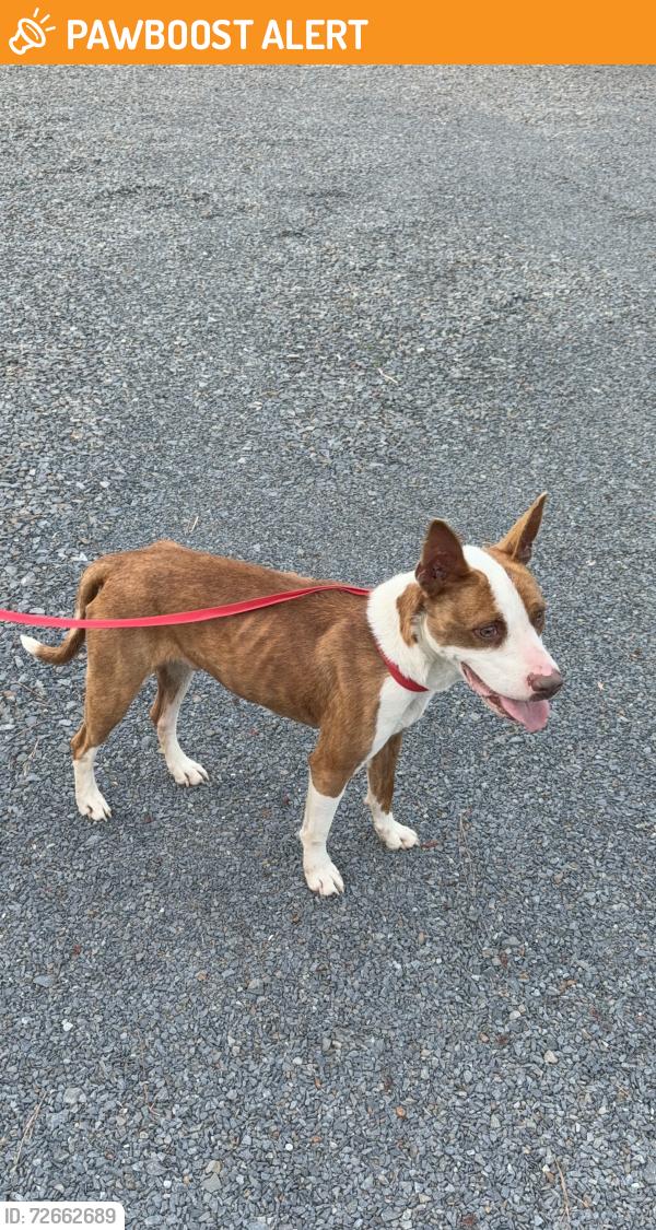 Found/Stray Male Dog last seen Just east of Tabernacle Baptist Church , Montgomery County, NC 27229