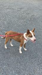 Found/Stray Male Dog last seen Just east of Tabernacle Baptist Church , Montgomery County, NC 27229