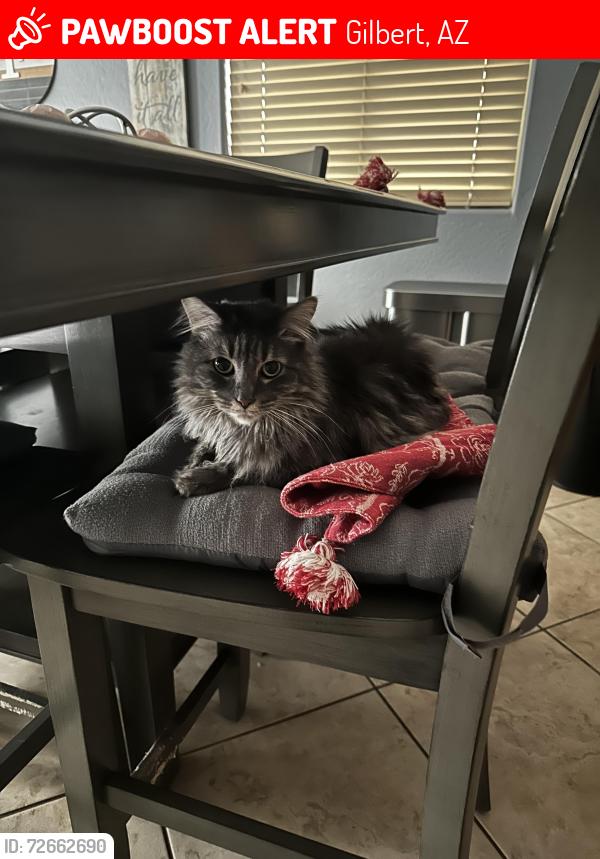 Lost Female Cat last seen Gilbert , Gilbert, AZ 85297
